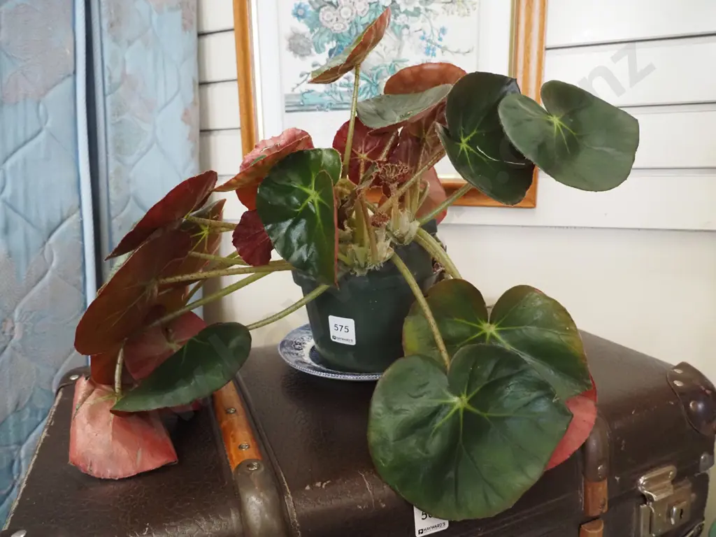 potted beef steak begonia - needs re-potting Image 1++
