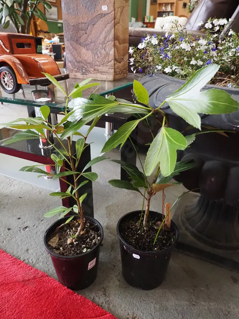 2x potted pseudophanyx Image 1++
