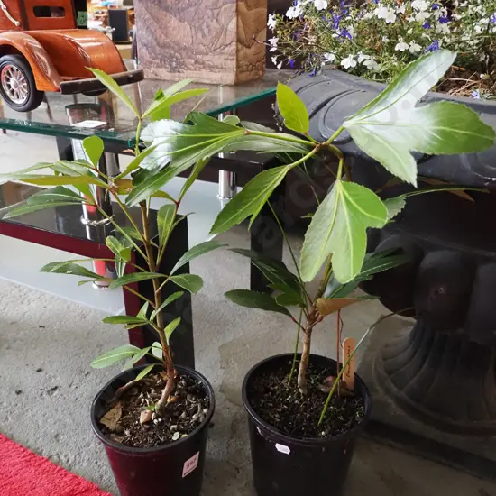 2x potted pseudophanyx