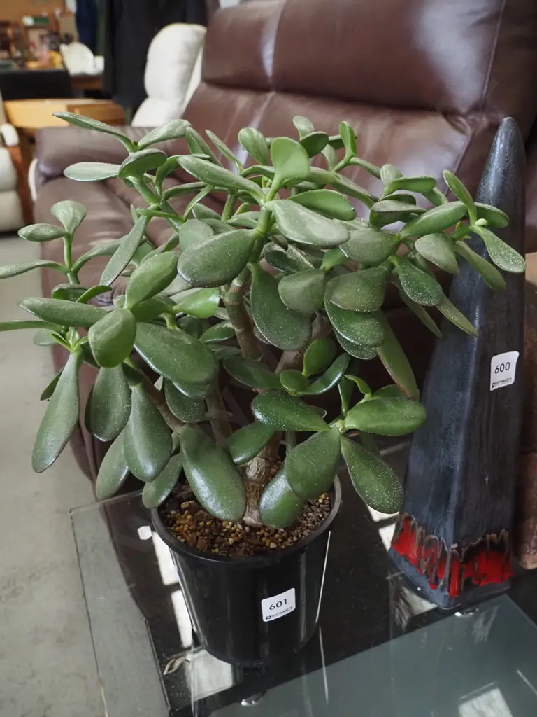 potted succulent Overall H-400 Image 1++