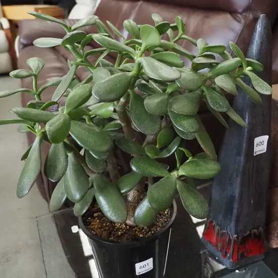 potted succulent Overall H-400