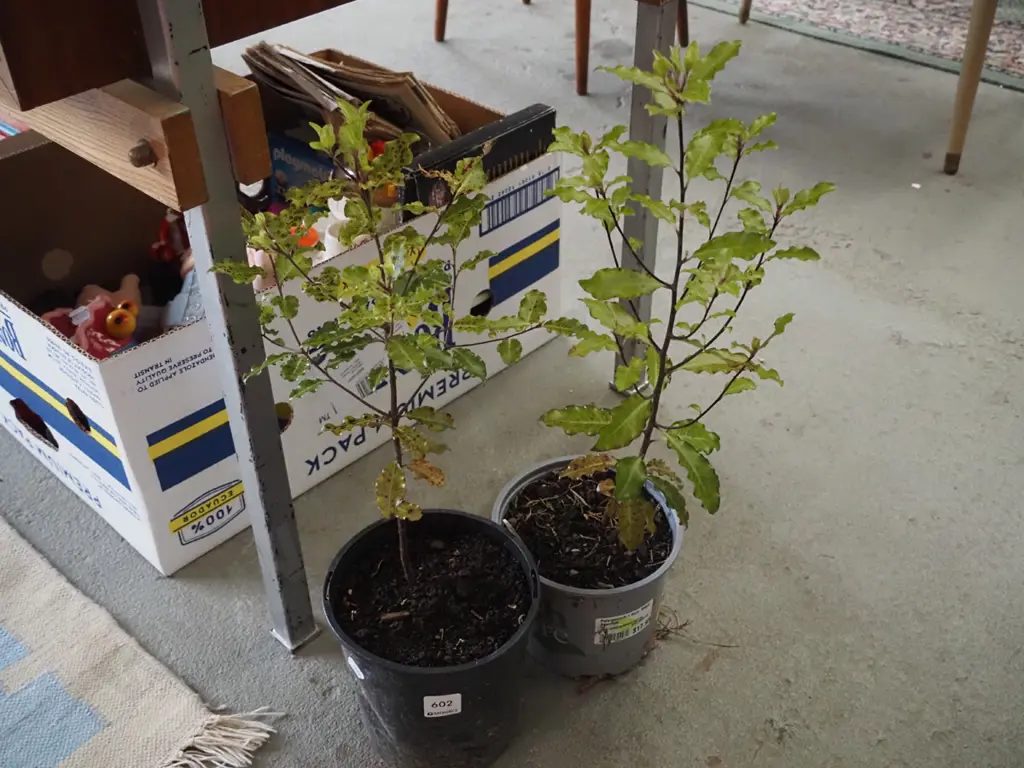 2x potted koros Image 1++