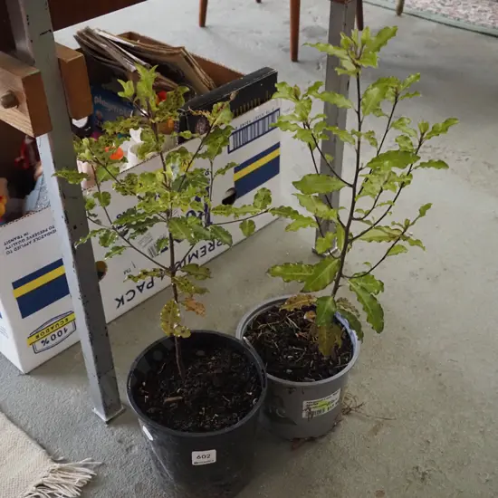 2x potted koros