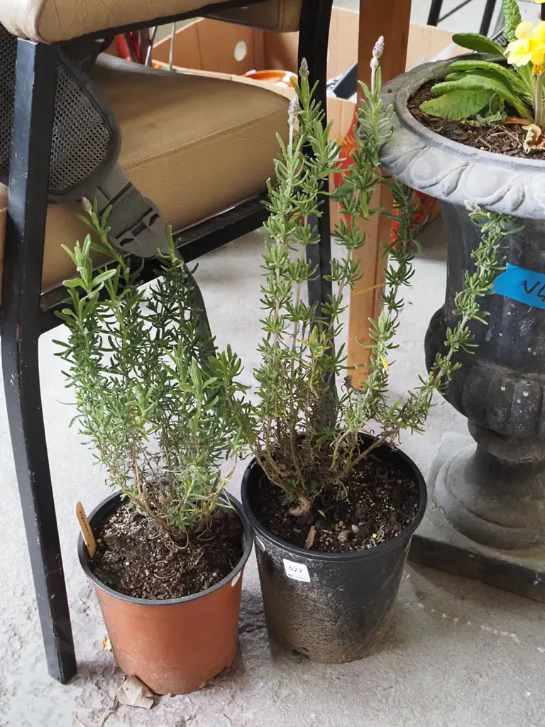  2x potted lavender Image 1++