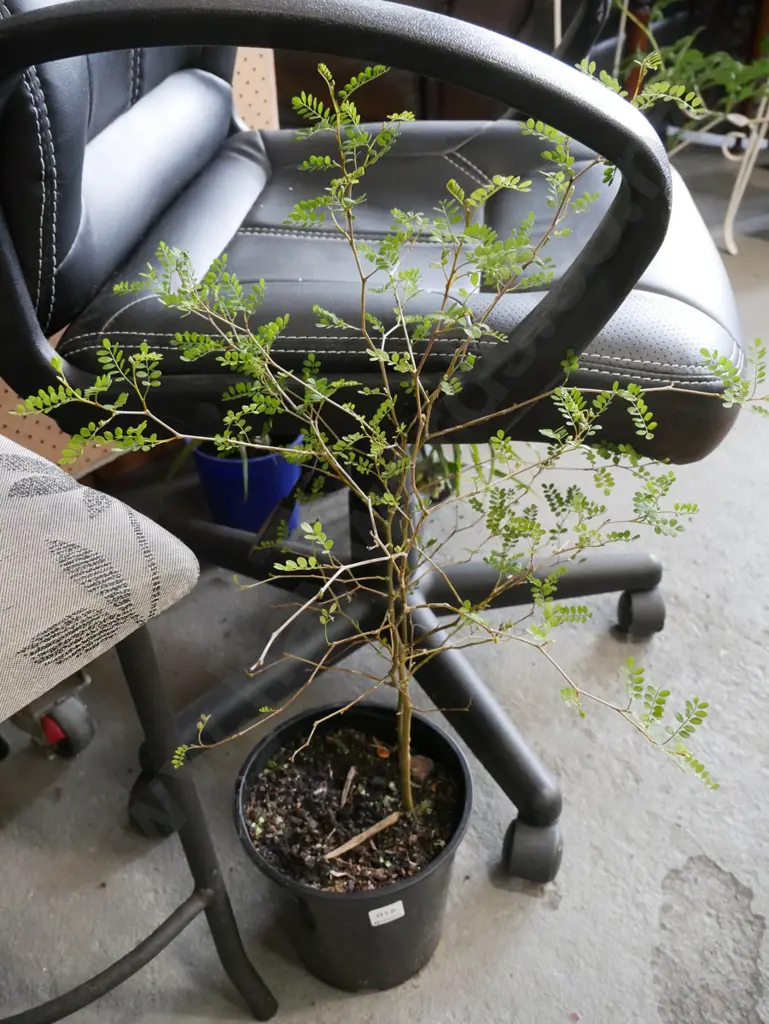 potted kowhai Image 1++