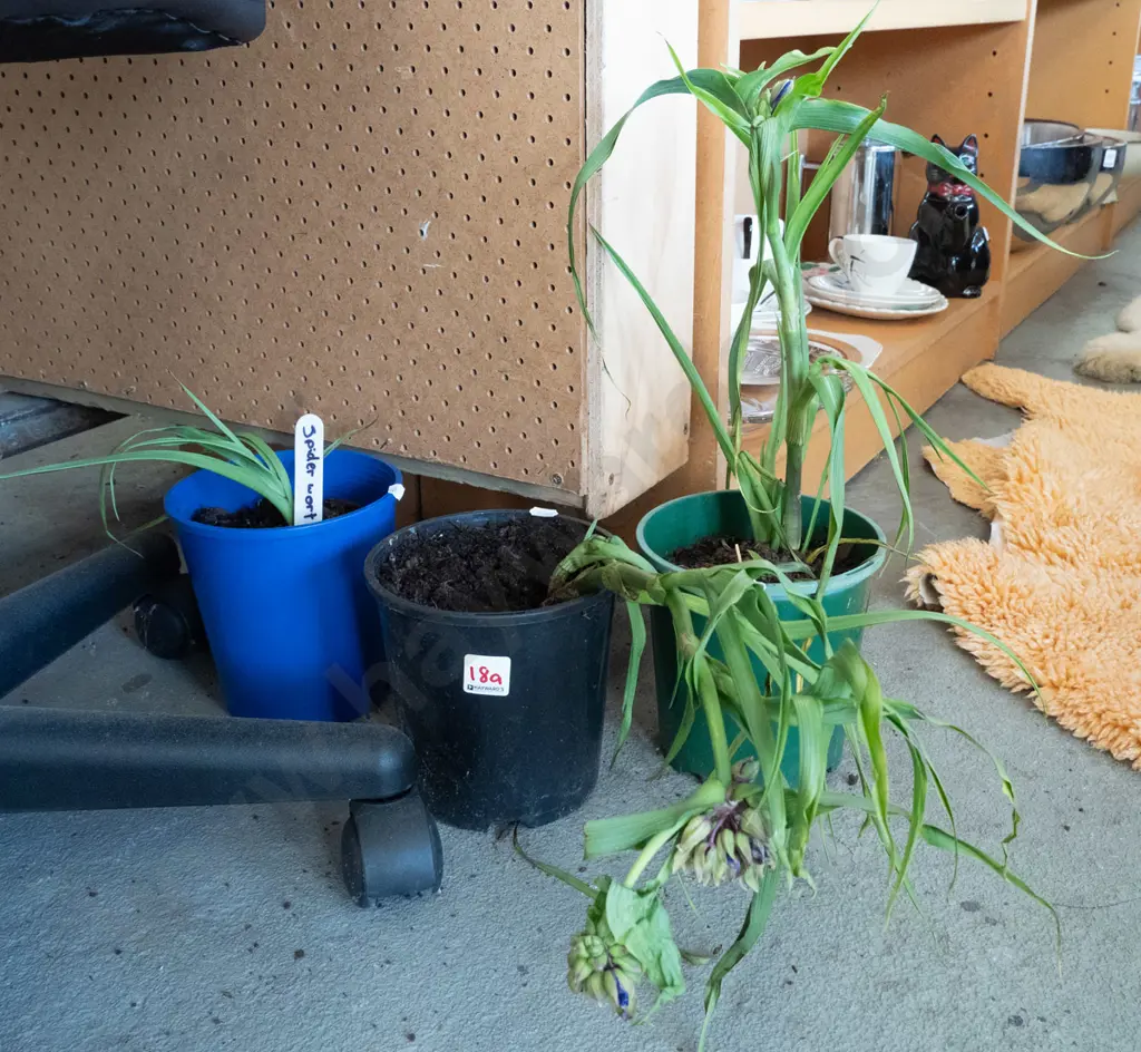 potted jade wort, 2x potted plants Image 1++