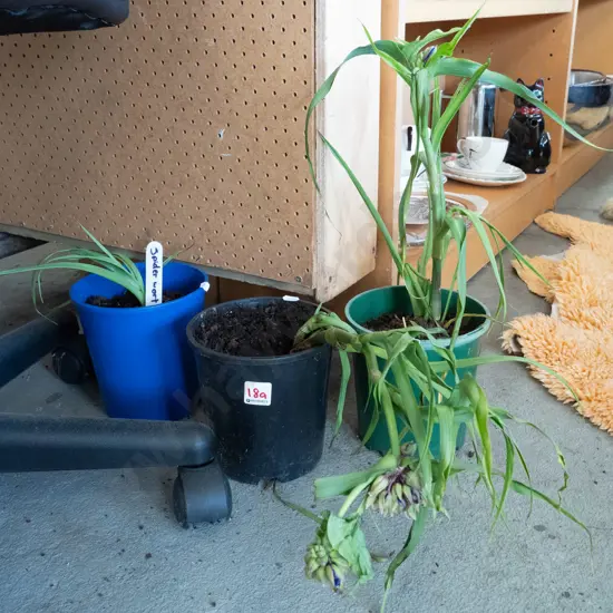 potted jade wort, 2x potted plants
