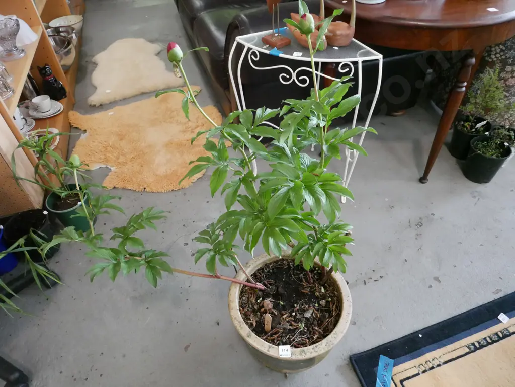 potted red peony in glazed planter Image 1++