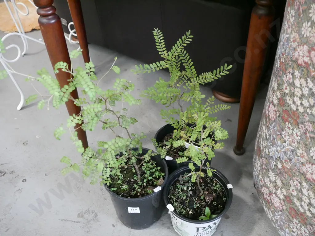 3x potted kowahi Image 1++