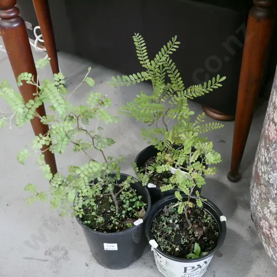 3x potted kowahi
