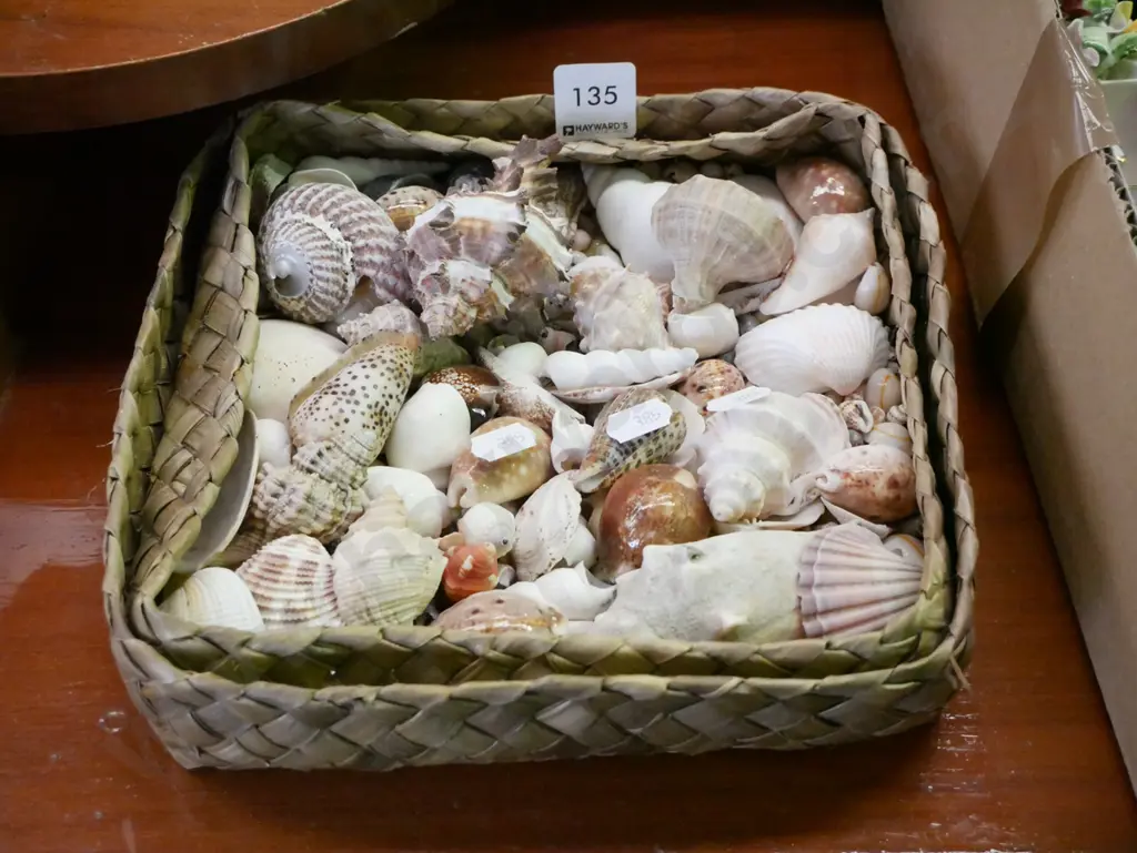 tray of seashells Image 1++