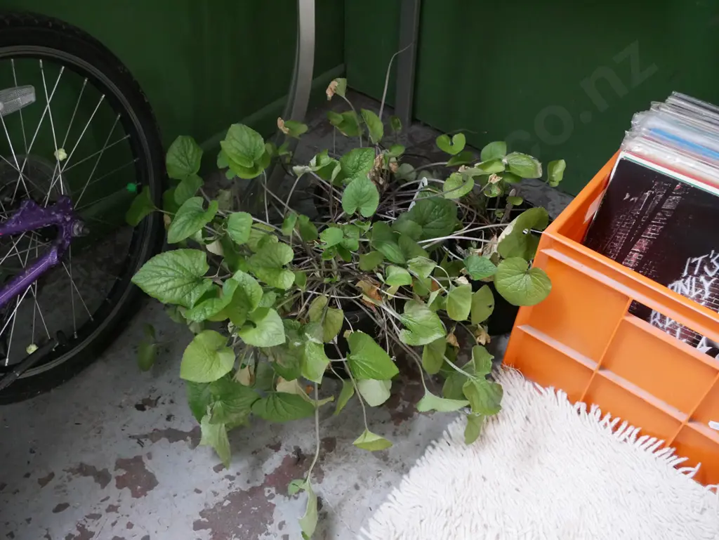 3x potted violets Image 1++