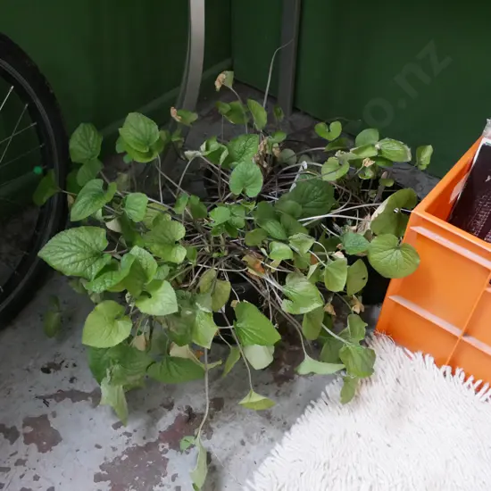 3x potted violets