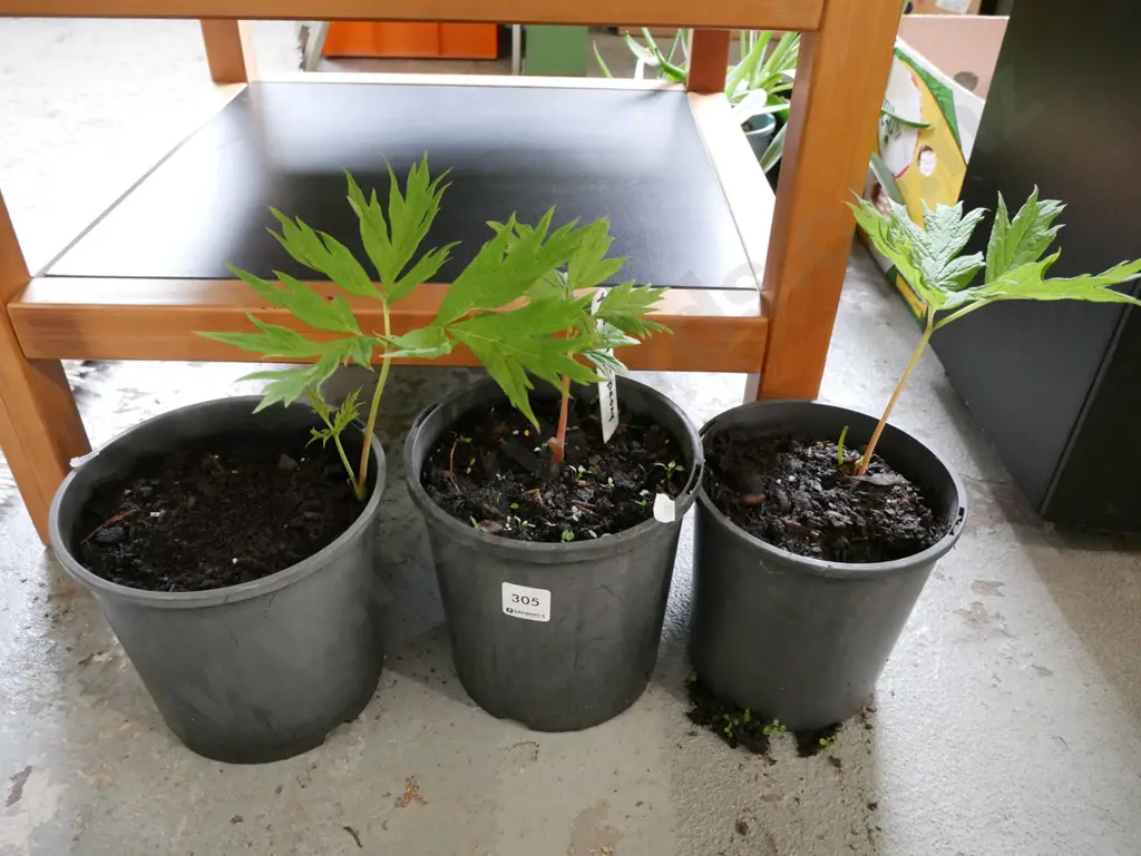 3x potted yellow tree peonies Image 1++