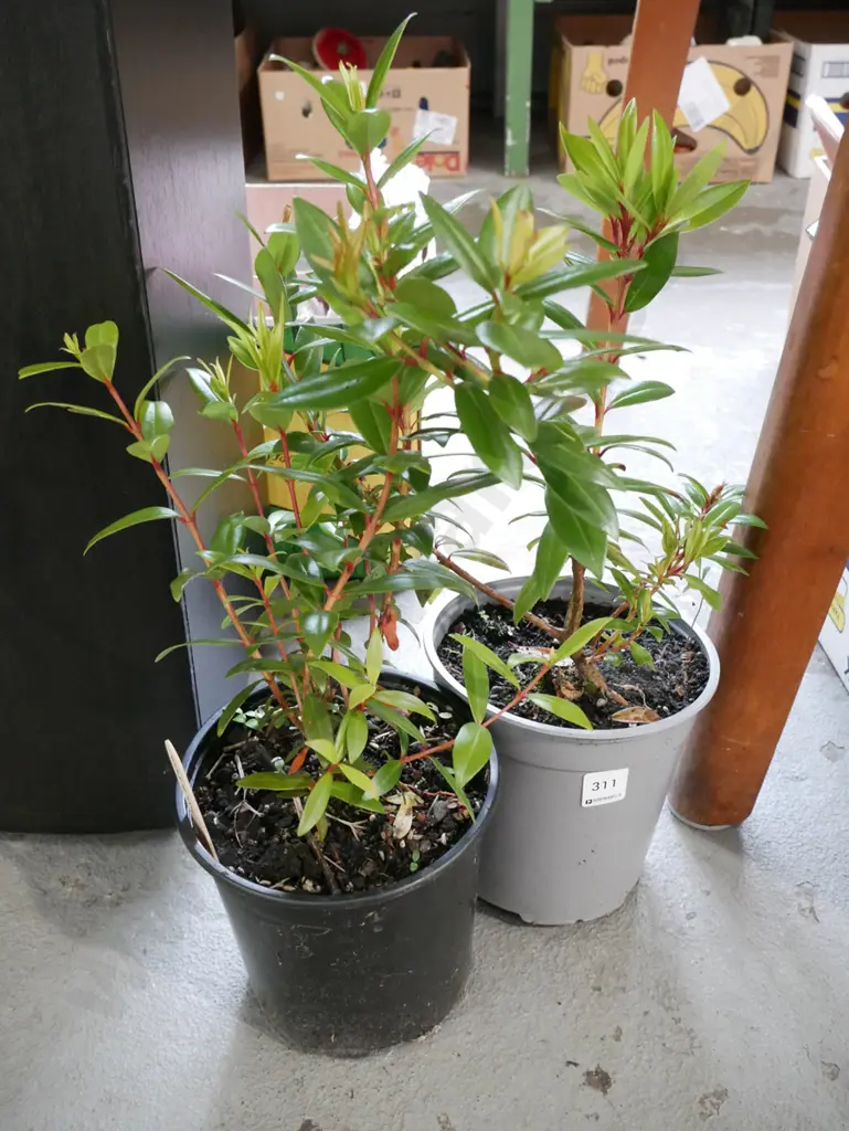 2x potted pohutakawa Image 1++