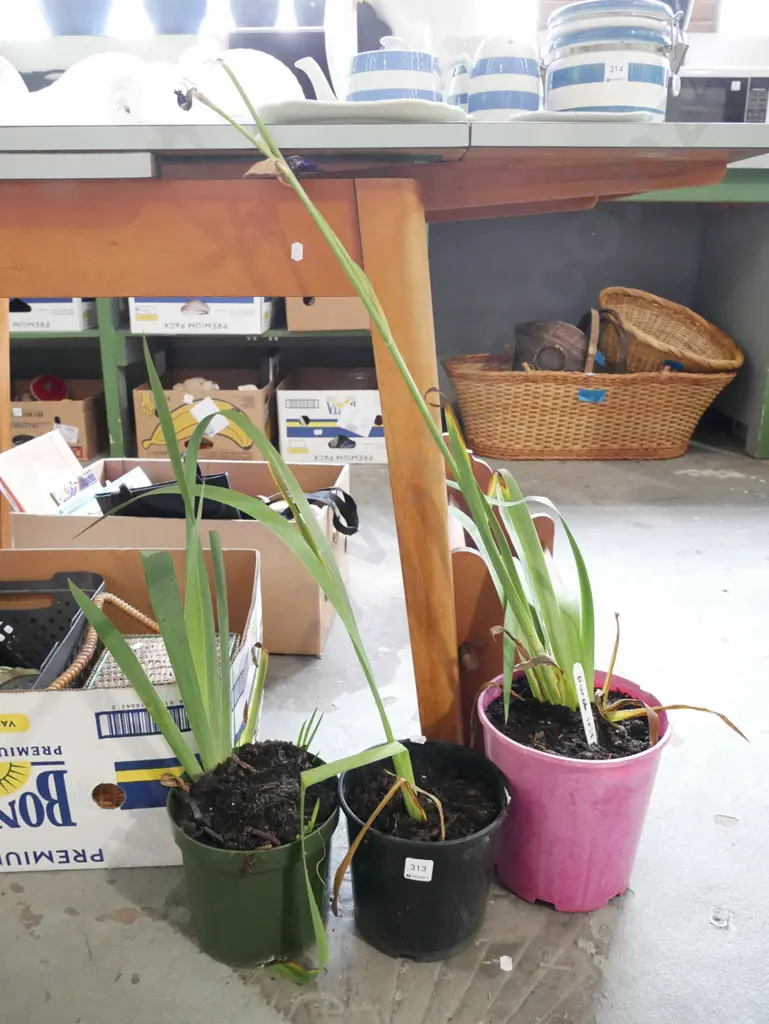 3x potted irises Image 1++