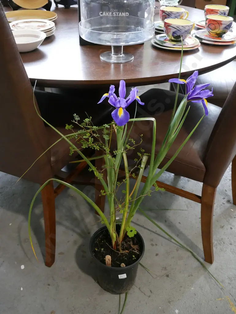 potted irises Image 1++