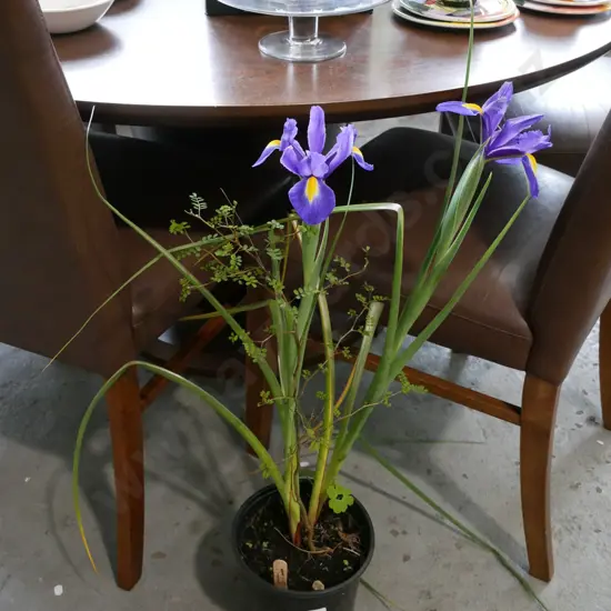 potted irises