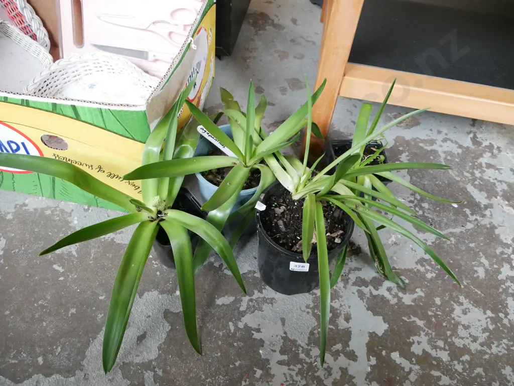 4x potted agapanthus Image 1++