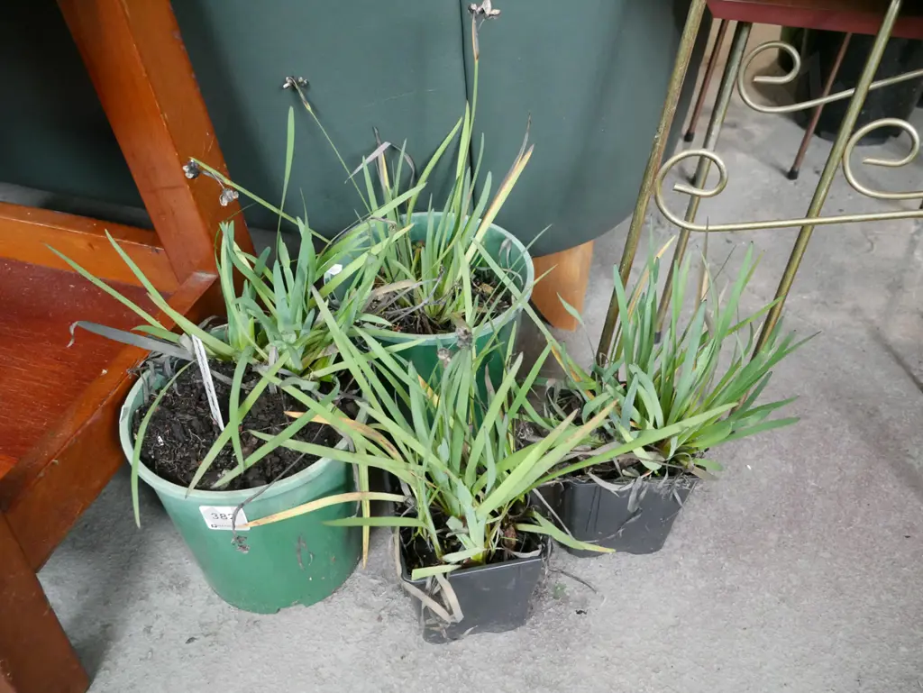 4x potted yellow eyed grasses Image 1++