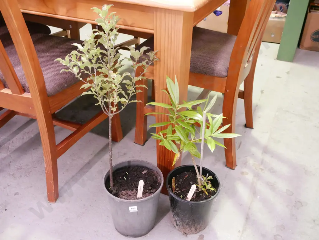 potted koro, potted hebe Image 1++