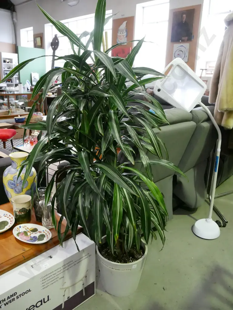 potted dracaena fragrans Plant H-1400 Image 1++