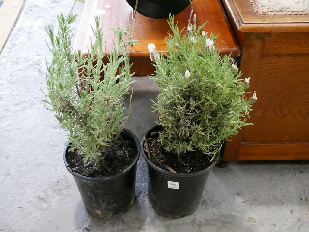 2x potted lavenders Image 1++