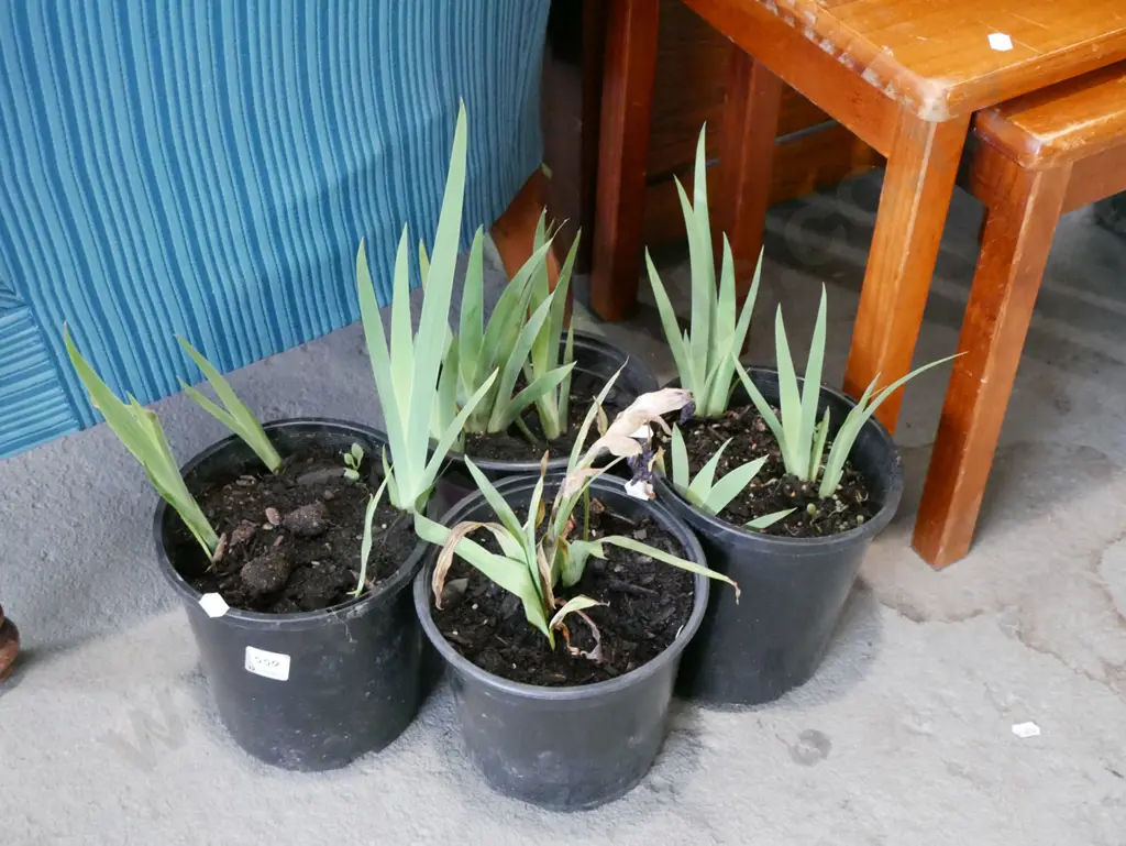 4x potted mini purple irises Image 1++