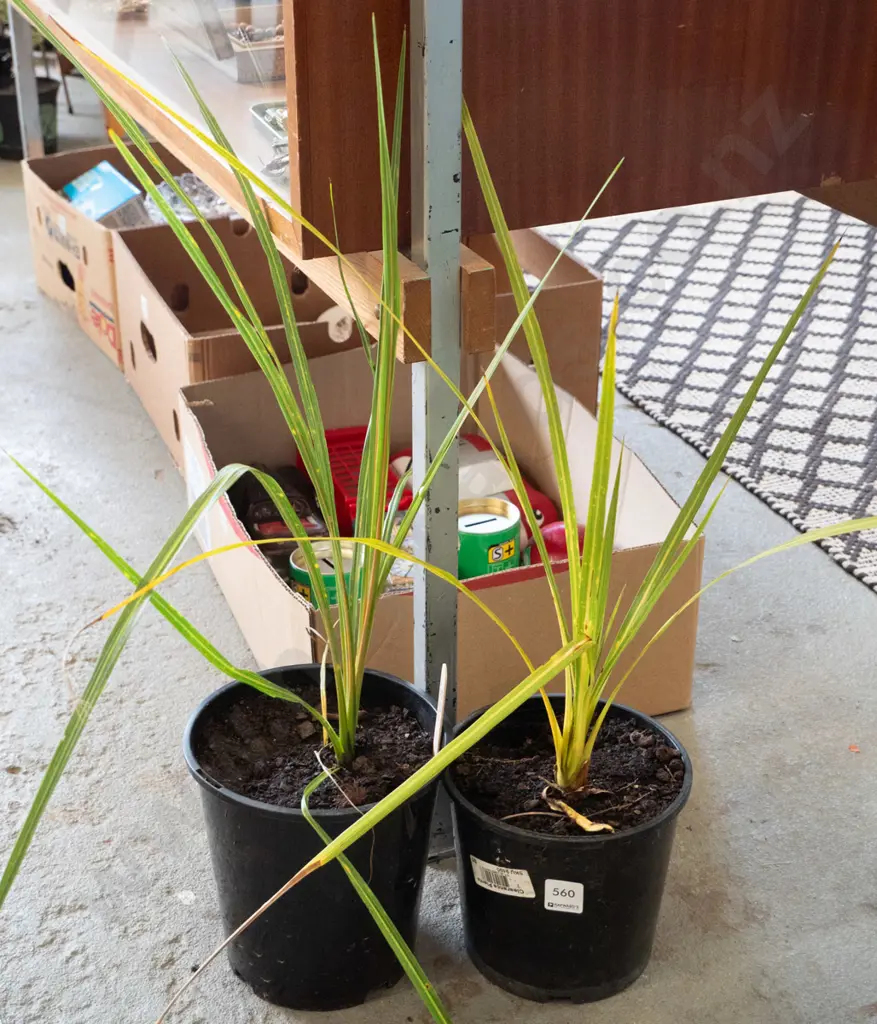 2x potted cabbage trees Image 1++
