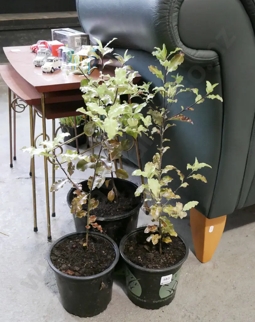 3x potted koro Image 1++