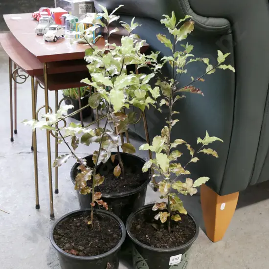3x potted koro