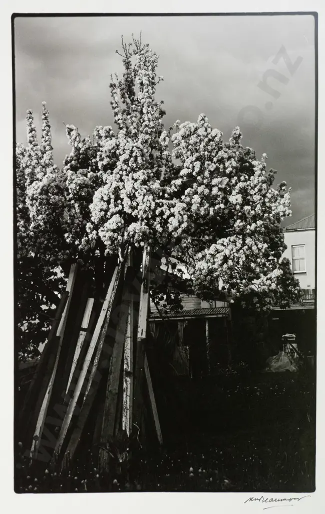 Matheson Beaumont - unframed photograph - wood and blossom H-320 W-215 Image 1++