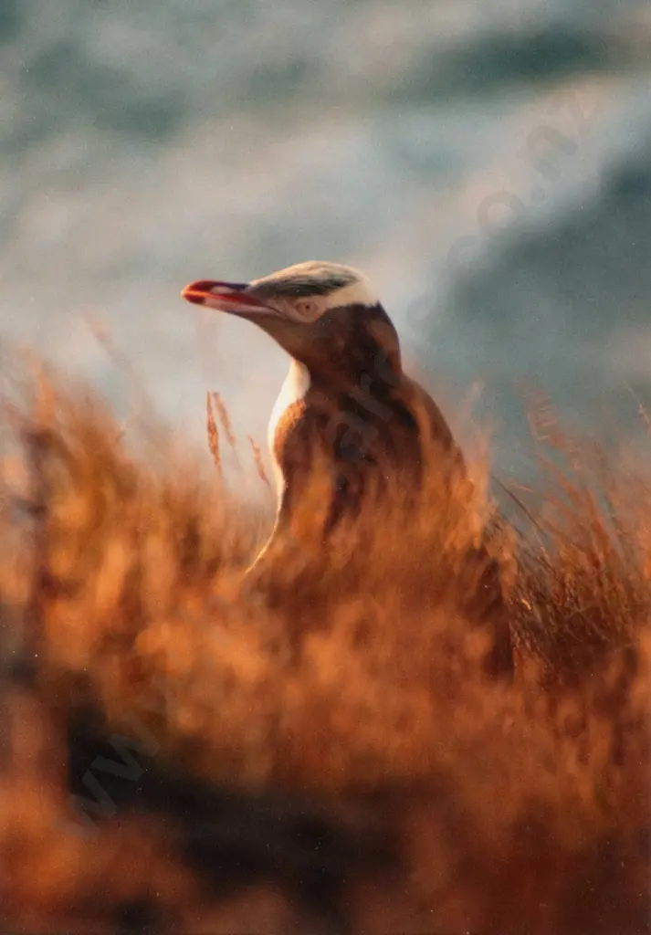 Peter MacDonald 1987 - framed photograph "Yellow eye penguin, Sandfly Bay" H-280 W-190 Image 1++