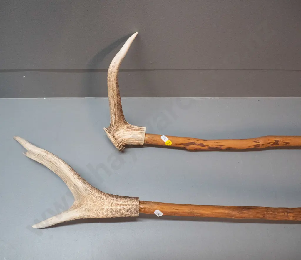 2 walking sticks with antler handles - longer is L-1300 Image 1++