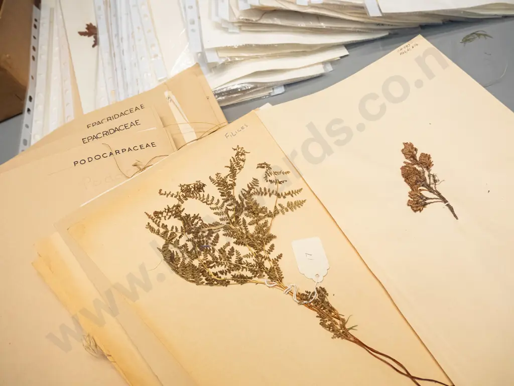 large collection of dried botanical specimens - mny dated 1950s and 60s, w/ locations, one box marked Southern Survey Image 1++