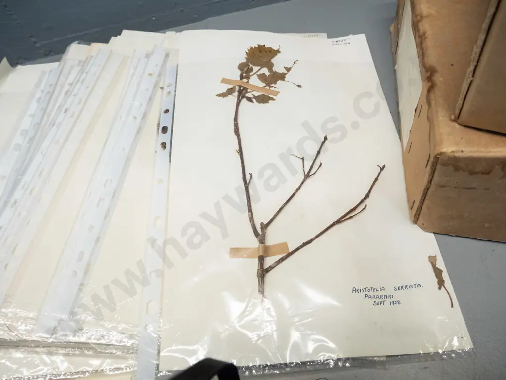 large collection of dried botanical specimens - mny dated 1950s and 60s, w/ locations, one box marked Southern Survey Image 1++