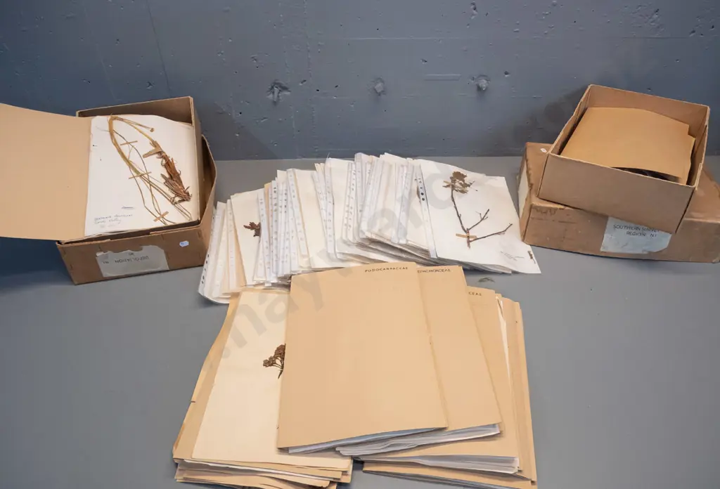 large collection of dried botanical specimens - mny dated 1950s and 60s, w/ locations, one box marked Southern Survey Image 1++