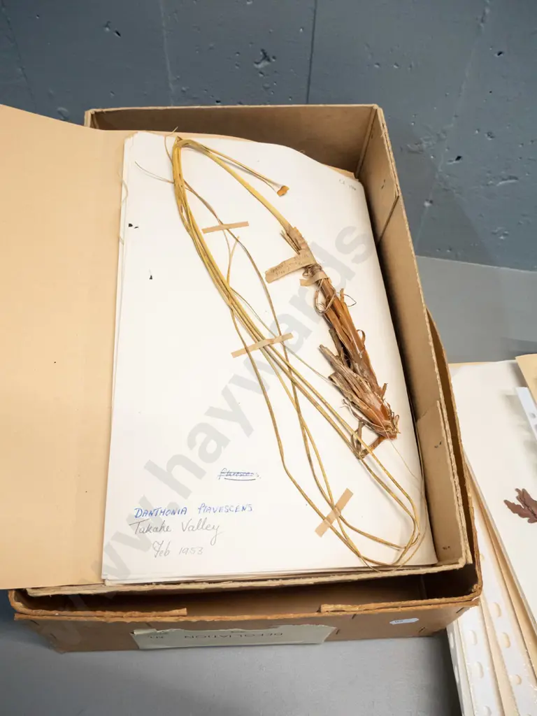 large collection of dried botanical specimens - mny dated 1950s and 60s, w/ locations, one box marked Southern Survey Image 1++