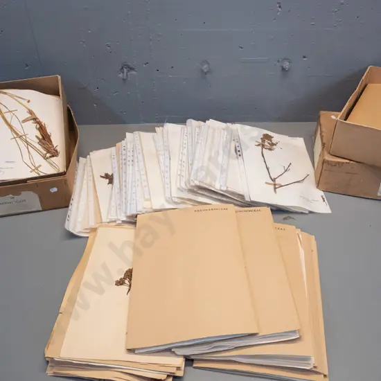 large collection of dried botanical specimens - mny dated 1950s and 60s, w/ locations, one box marked Southern Survey