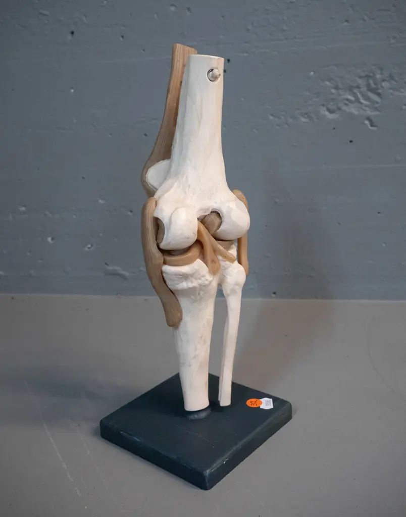 plastic anatomical display model of a knee H-300 Base 120 x 120 Image 1++