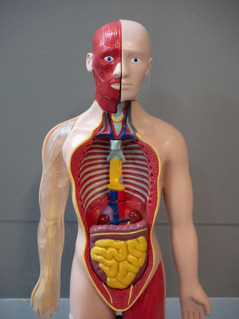 anatomical display model with assorted detachable organs and ribcage, may have spare pieces that don't fit this model. Image 1++