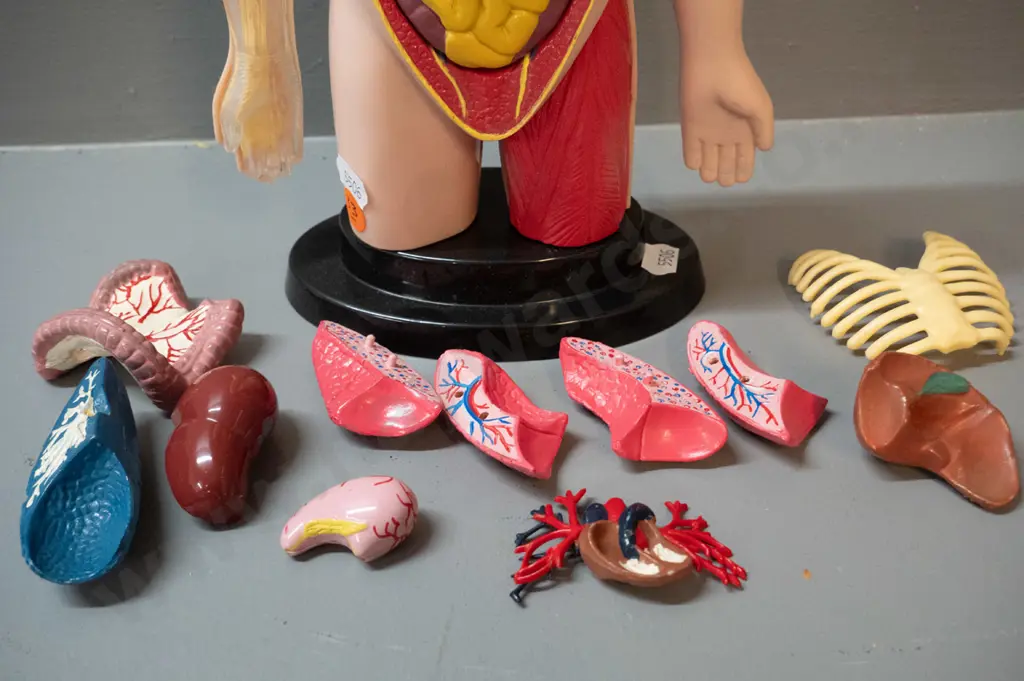 anatomical display model with assorted detachable organs and ribcage, may have spare pieces that don't fit this model. Image 1++