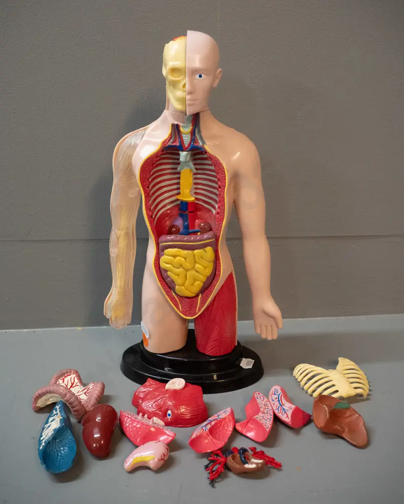 anatomical display model with assorted detachable organs and ribcage, may have spare pieces that don't fit this model. Image 1++
