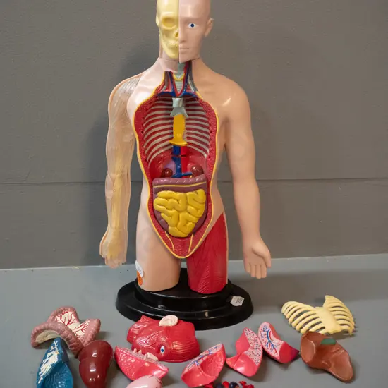 anatomical display model with assorted detachable organs and ribcage, may have spare pieces that don't fit this model.