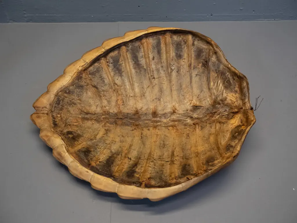 vintage tortoise shell with one small split L-450 W-385 Image 1++