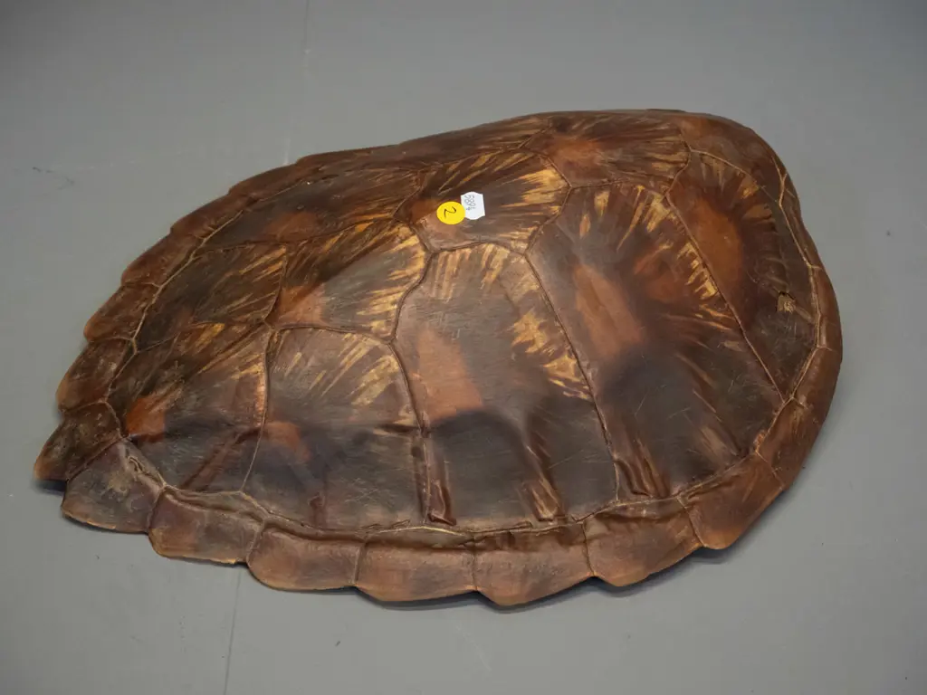 vintage tortoise shell with one small split L-450 W-385 Image 1++