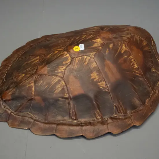 vintage tortoise shell with one small split L-450 W-385