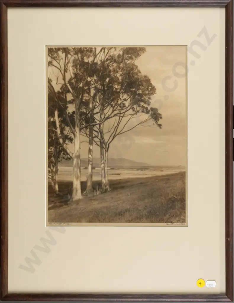 framed vintage George Chance photograph - The Sunlight Gums H-300 W-240 Image 1++
