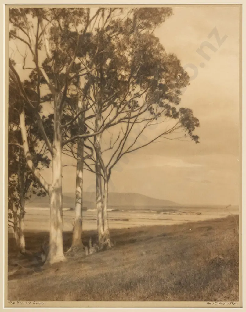 framed vintage George Chance photograph - The Sunlight Gums H-300 W-240 Image 1++