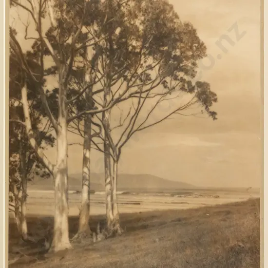 framed vintage George Chance photograph - The Sunlight Gums H-300 W-240